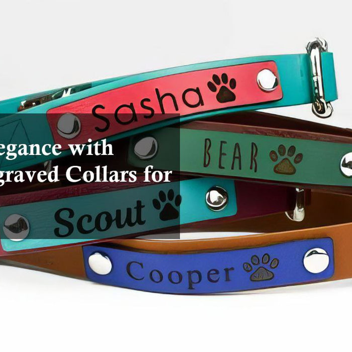 laser engraved collars fro dogs